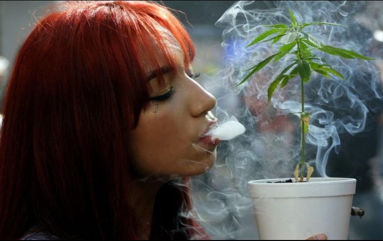 Varios países latinoamericanos han avanzado en la legalización parcial del cultivo. AFP