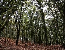 El Área de Protección de Flora y Fauna La Primavera (APPFF) se localiza dentro de una superficie aproximada de 30 mil 500 hectáreas. ESPECIAL / GOB. DE JALISCO