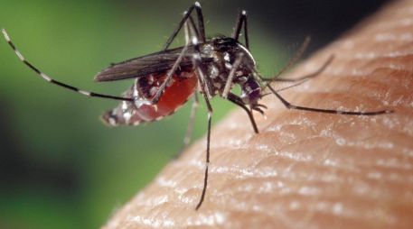 El paludismo es una enfermedad trasmitida a través de la picadura de mosquitos hembras. Pixabay